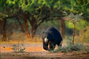 Sloth Bear