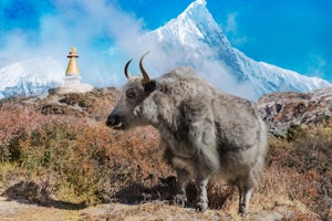 Yak