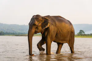 Asian Elephant