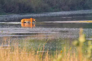 Tiger