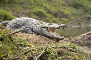 Muggar Crocodile