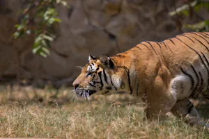 Bengal Tiger