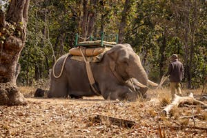 Asian Elephant© Goergia Struhsaker