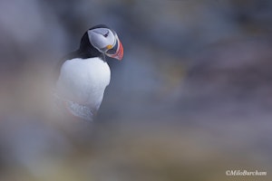 Atlantic Puffin© Milo Burcham