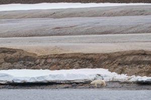 Polar Bear© Isaac Ho