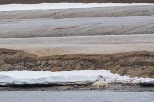 Polar Bear© Isaac Ho