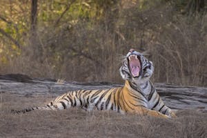 Bengal Tiger© Goergia Struhsaker