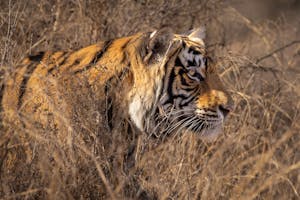 Bengal Tiger© Goergia Struhsaker