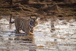 Bengal Tiger© Goergia Struhsaker
