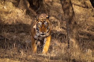 Bengal Tiger© Goergia Struhsaker