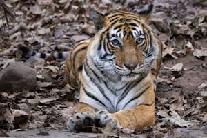 Bengal Tiger© Goergia Struhsaker
