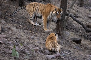 Bengal Tigers© Goergia Struhsaker