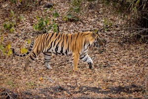 Bengal Tiger© Goergia Struhsaker