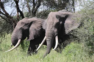 Elephants © Gregory Hachigian