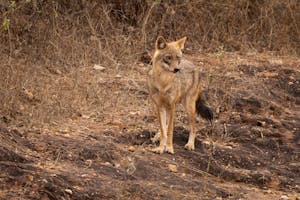 Jackal© Goergia Struhsaker