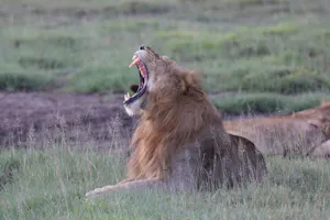 Lion © Gregory Hachigian