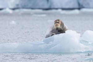 Bearded Seal © Milo Burcham