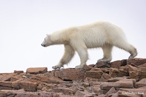 Polar Bear © Milo Burcham