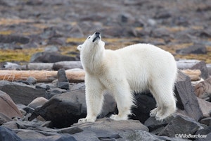 Polar Bear© Milo Burcham