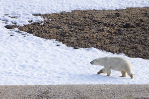 Polar Bear © Milo Burcham