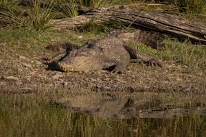 Mugger Crocodile© Goergia Struhsaker