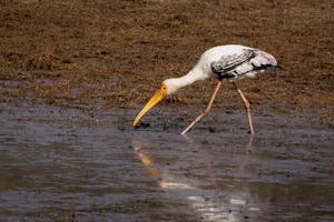 Painted Stork© Goergia Struhsaker