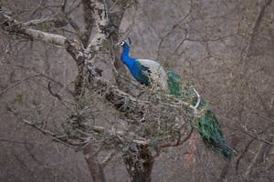 Peacock© Goergia Struhsaker