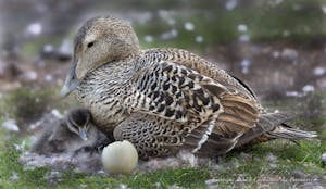 Common Eider© Chris Brookhart
