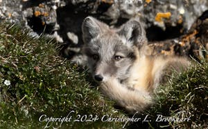 Arctic Fox© Chris Brookhart