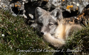 Arctic Fox© Chris Brookhart