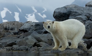 Polar Bear © Chris Brookhart