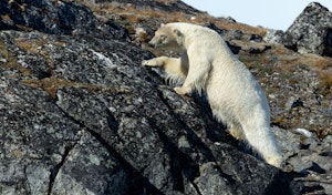 Polar Bear © Chris Brookheart