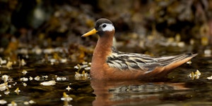 Red Phalarope© Chris Brookhart