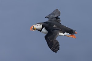 Atlantic Puffin © Chris Brookheart