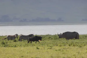 Rhino, Wildebeest, and Zebra © Gregory Hachigian