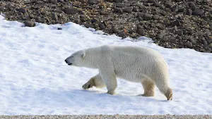 Svalbard July 2027