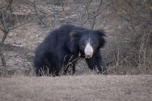 Sloth Bear© Goergia Struhsaker