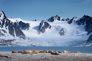 Walruses© Bob Waldrop