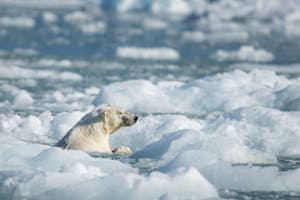 Polar Bear© Bob Waldrop