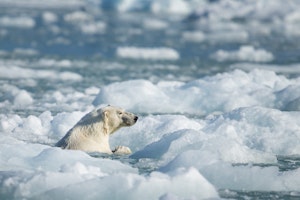 Polar Bear© Bob Waldrop
