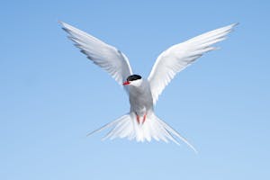 Arctic Tern © Bob Waldrop