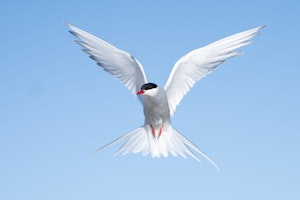 Arctic Tern © Bob Waldrop