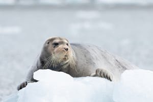 Bearded Seal © Bob Waldrop