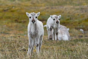 Reindeer© Bob Waldrop