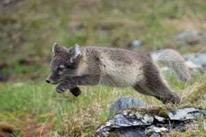 Arctic Fox© Bob Waldrop