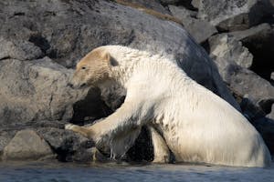 Polar Bear© Bob Waldrop