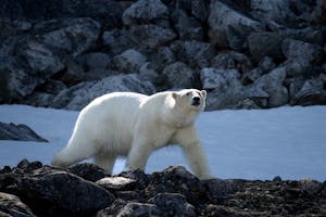 Polar Bear© Bob Waldrop