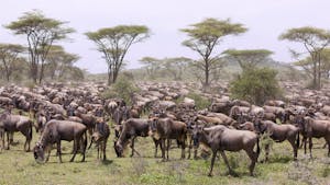 Wildebeests © Scott Davis