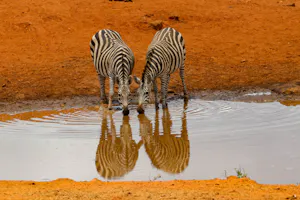 Zebras