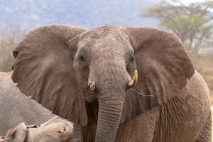 African Elephant